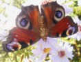 /album/fotogalerie/dscn6640-28-9-2014-u-nas-na-zahradce-jpg/